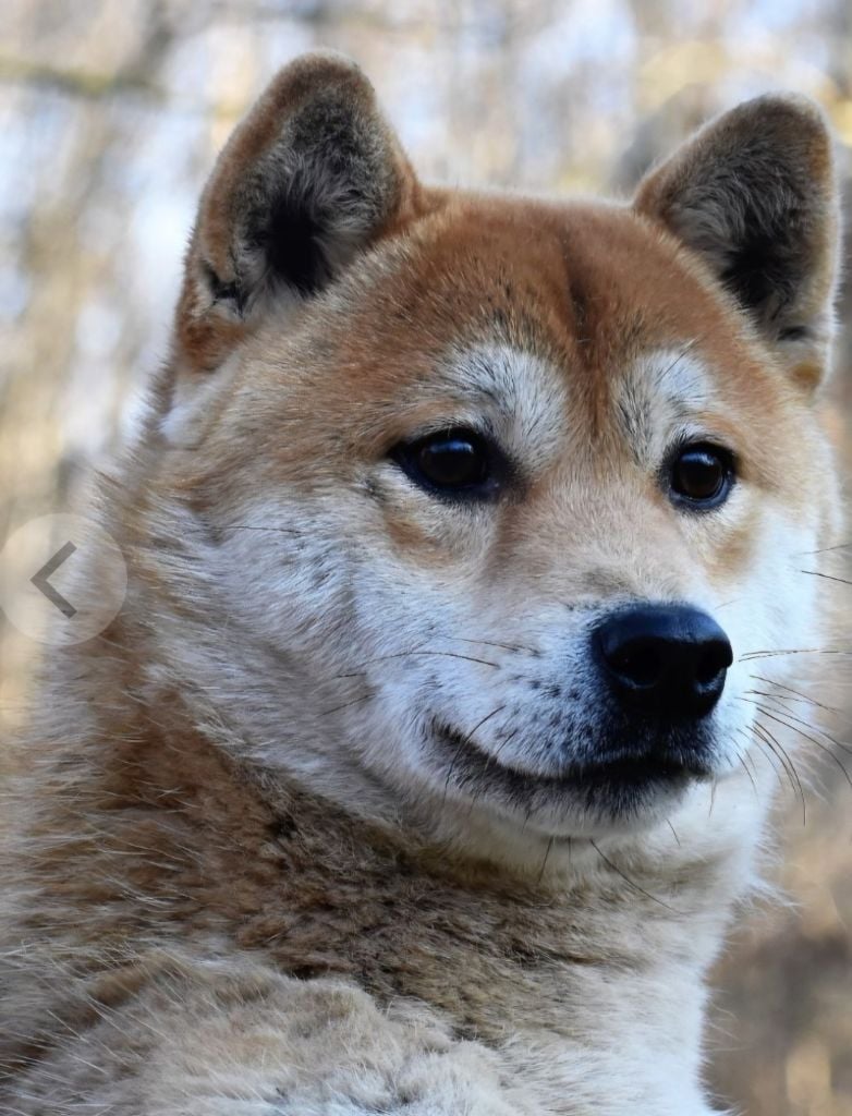 Publication : Aurely's Dogs