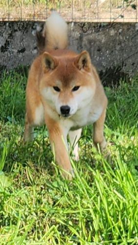 Urubu De La Source Des Rochettes