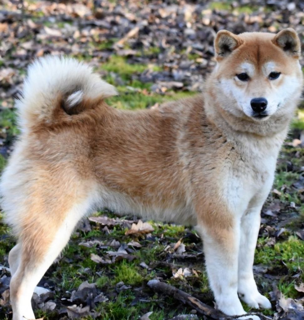 Publication : Aurely's Dogs