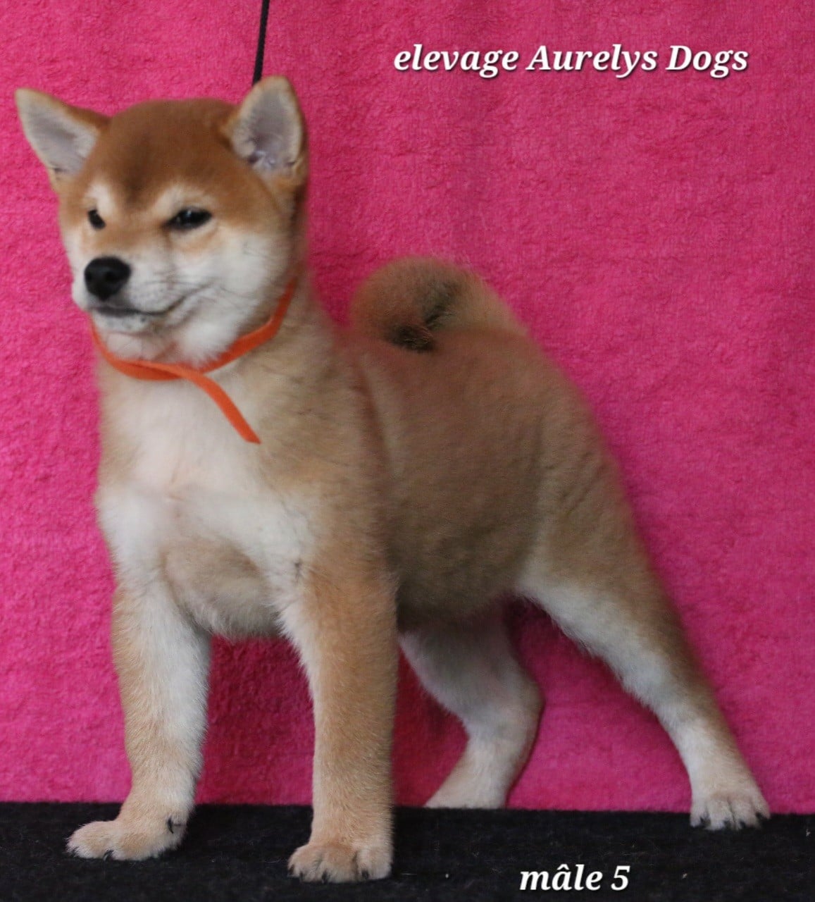 Shiba - Aurely's Dogs