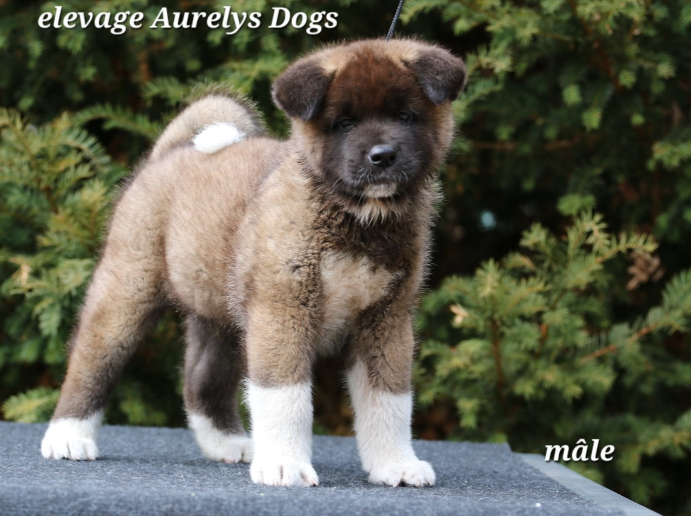 Akita americain - Aurely's Dogs