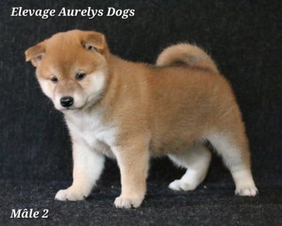 Les chiots de Shiba