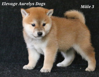 Les chiots de Shiba