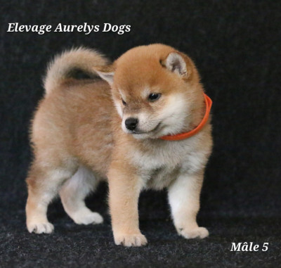 Les chiots de Shiba