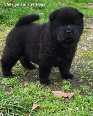 Les chiots de Chow Chow