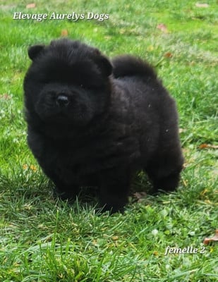 Les chiots de Chow Chow