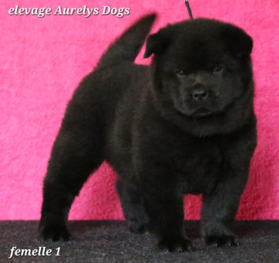 Les chiots de Chow Chow