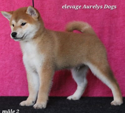 Les chiots de Shiba