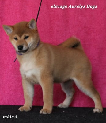 Les chiots de Shiba