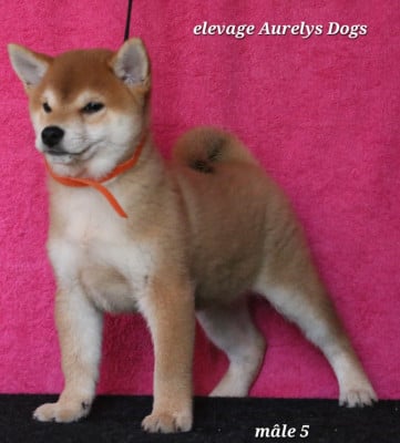 Les chiots de Shiba