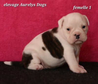 Les chiots de Bulldog continental