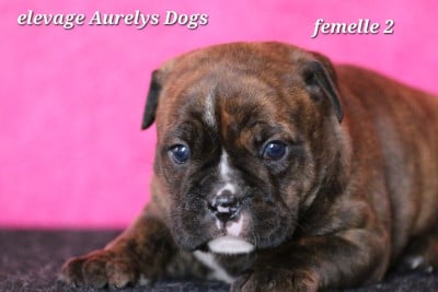 Les chiots de Bulldog continental