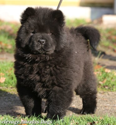 Les chiots de Chow Chow