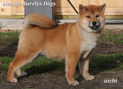 Les chiots de Shiba