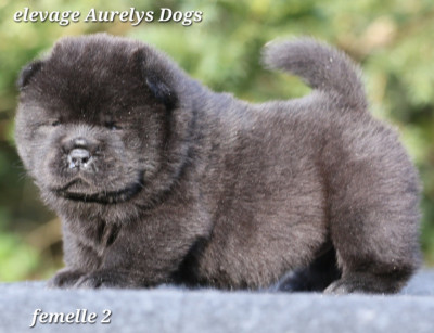 Les chiots de Chow Chow