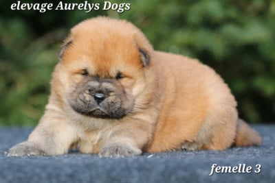 Les chiots de Chow Chow