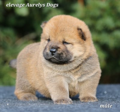 Les chiots de Chow Chow