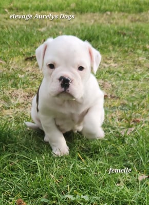 Les chiots de Bulldog continental