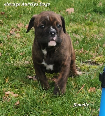 Les chiots de Bulldog continental