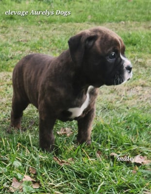 Les chiots de Bulldog continental