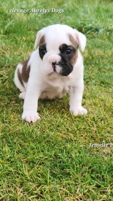 Les chiots de Bulldog continental