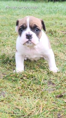 Les chiots de Bulldog continental