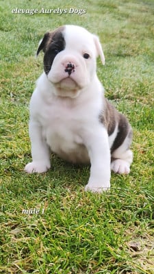 Les chiots de Bulldog continental