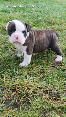 Les chiots de Bulldog continental
