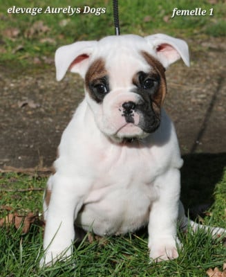 Les chiots de Bulldog continental