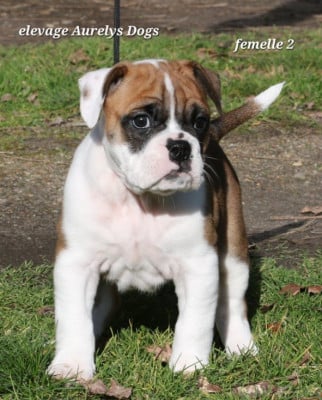 Les chiots de Bulldog continental