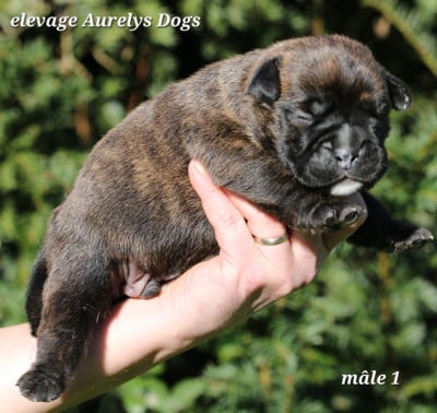 Les chiots de Bulldog continental