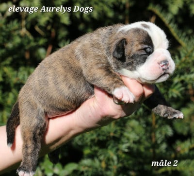 Les chiots de Bulldog continental