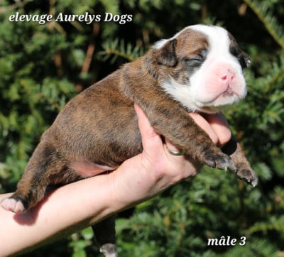 Les chiots de Bulldog continental