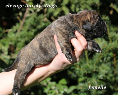 Les chiots de Bulldog continental