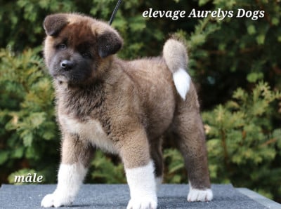 Les chiots de Akita americain