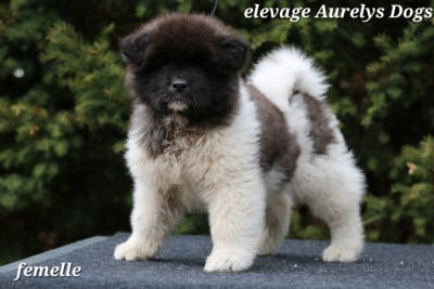 Les chiots de Akita americain