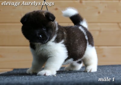Les chiots de Akita americain