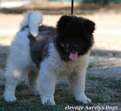Les chiots de Akita americain