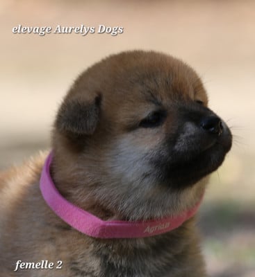 Les chiots de Shiba
