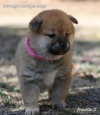 Les chiots de Shiba