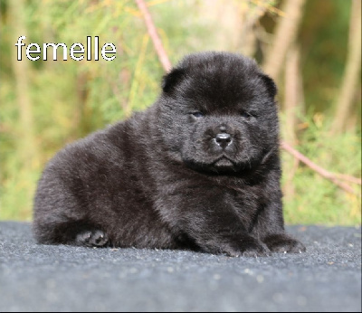 Chow Chow A Vendre
