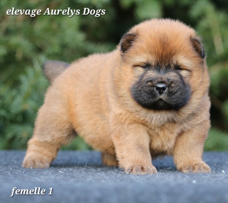 Chow Chow - Aurely's Dogs