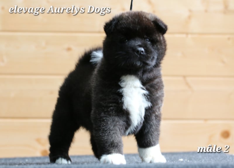 Akita americain - Aurely's Dogs
