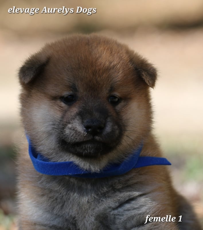 Shiba - Aurely's Dogs