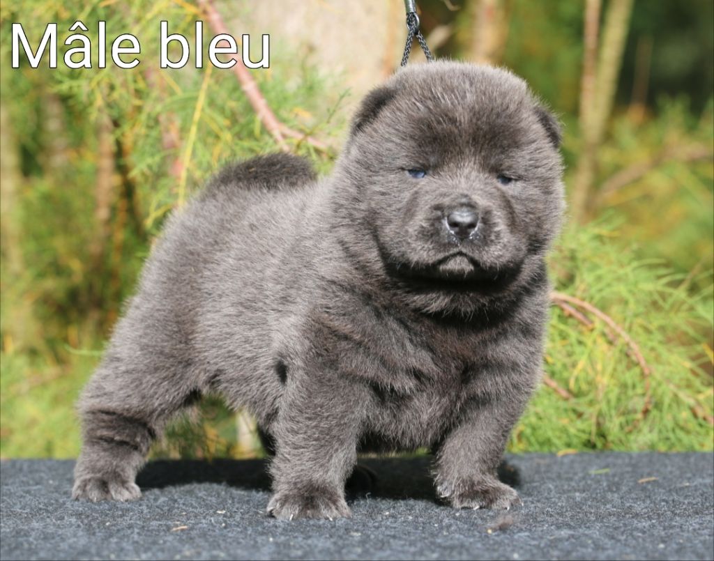 Chow Chow A Vendre