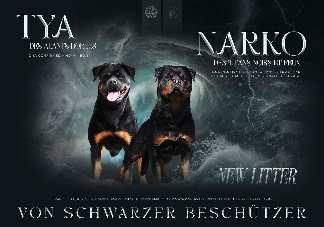 Rottweiler - Von Schwarzer Beschützer