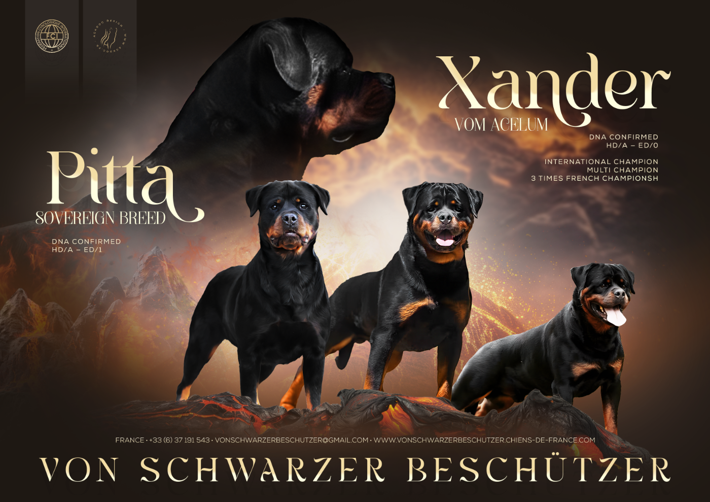 Rottweiler - Von Schwarzer Beschützer