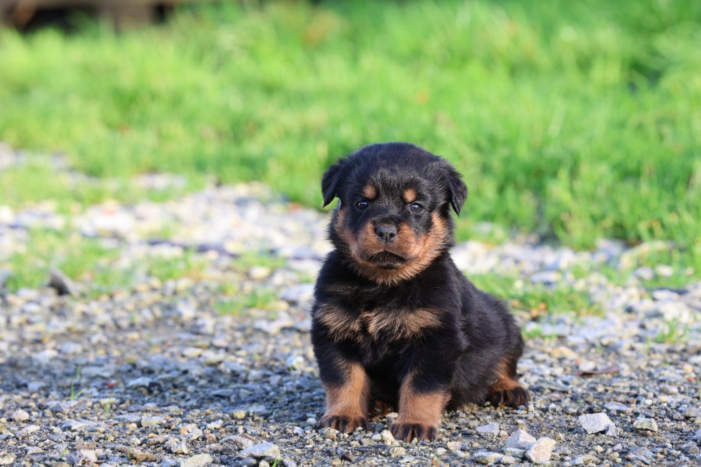 collier gris - Rottweiler
