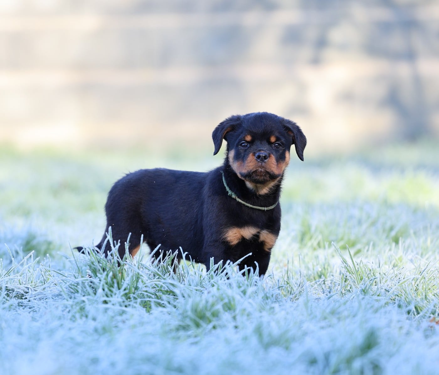 collier gris - Rottweiler