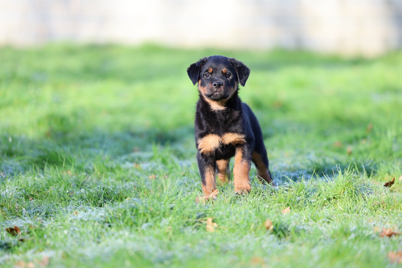 collier violet - Rottweiler